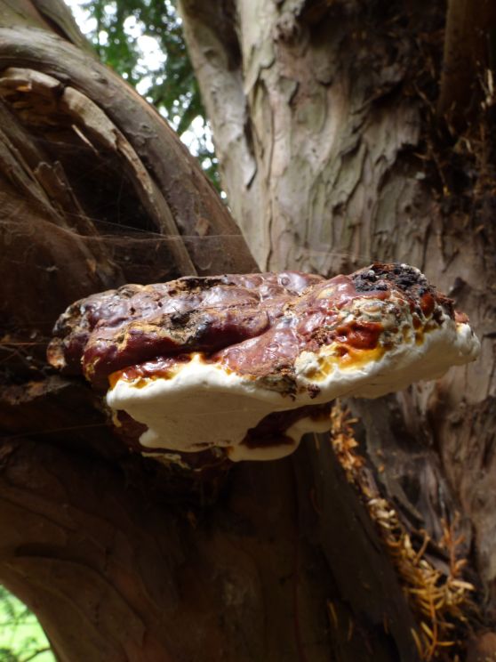 Mature fruit body on yew in Finchley, London.